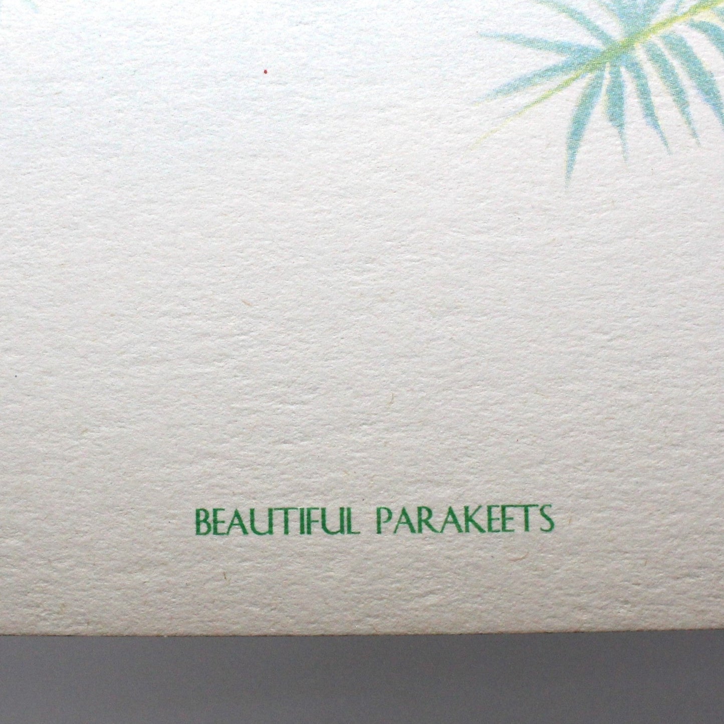 Print, Lithograph, Beautiful Parakeets -  Paradise Parrots, John Gould, Vintage