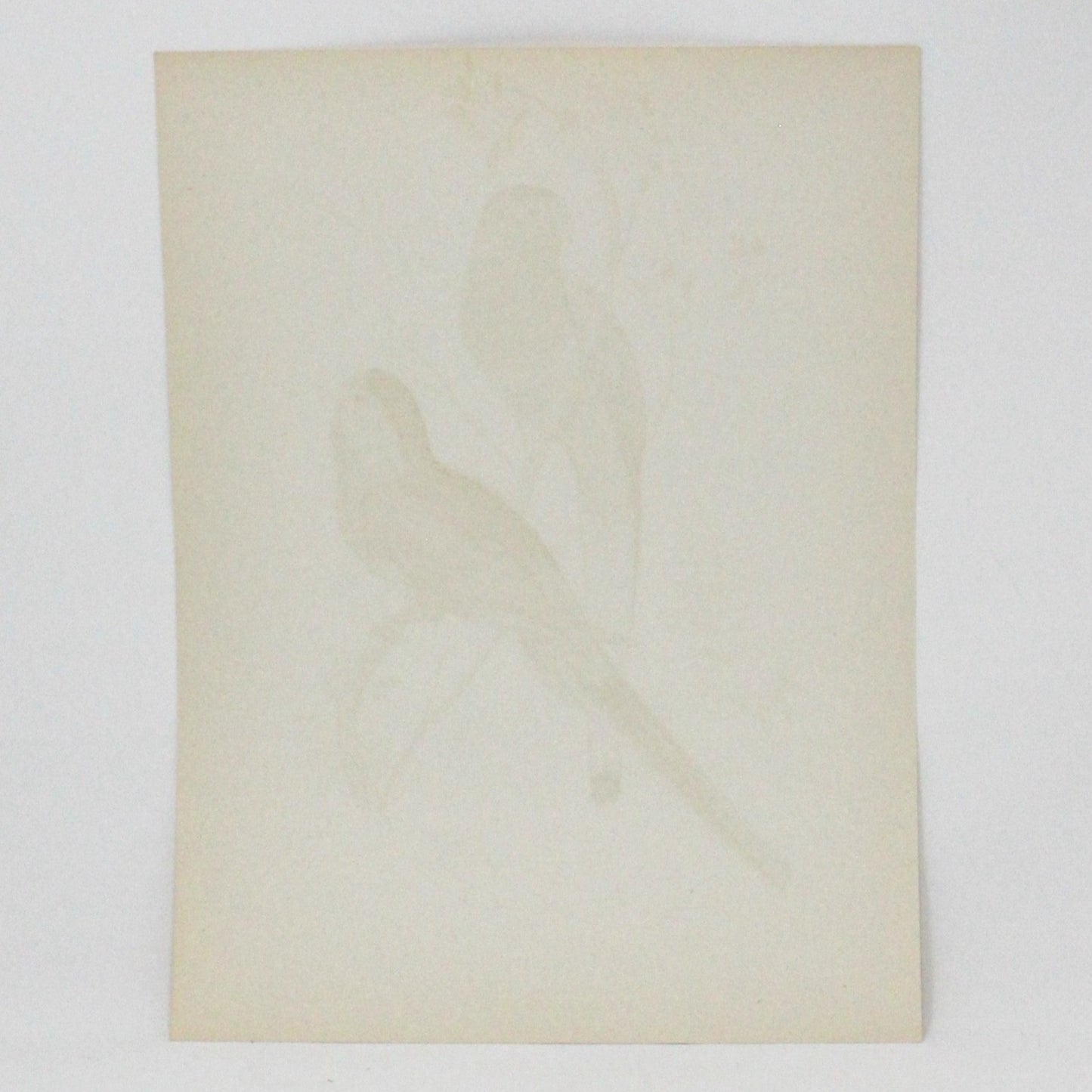 Print, Lithograph, Beautiful Parakeets -  Paradise Parrots, John Gould, Vintage