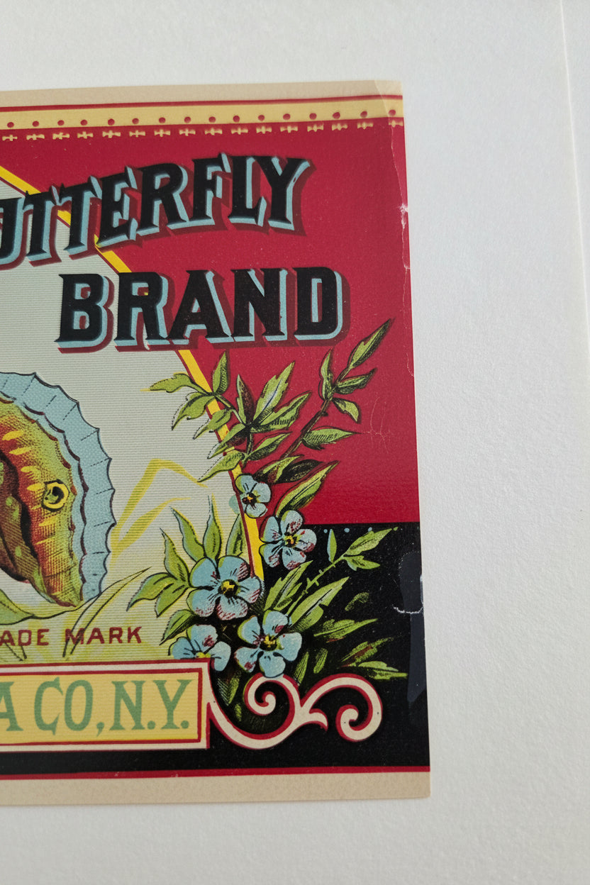 Can Label, Olney & Floyd Butterfly, Boston Marrow Squash, Lithograph, Antique 1899