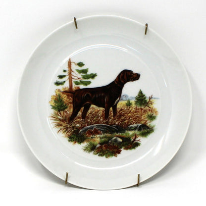Chocolate Lab