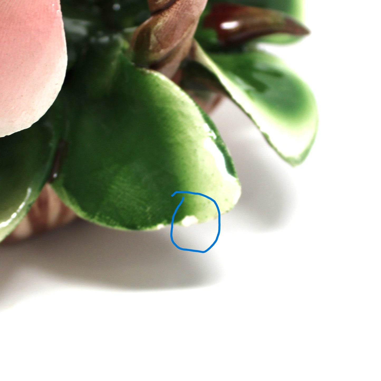 Close-up of a pink rose with green leaves on a white background