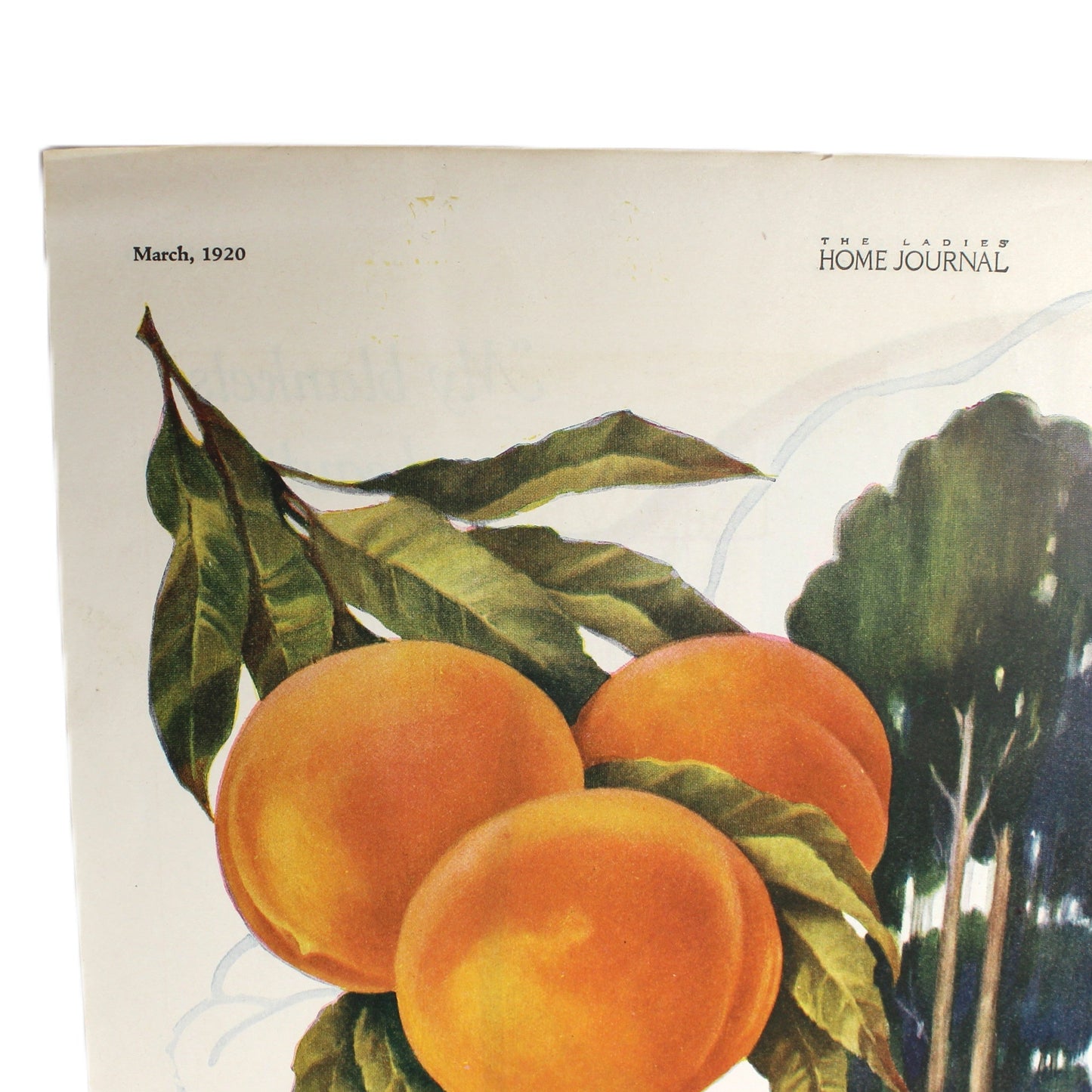 Advertisement, Blue Ribbon Peaches, California Peach Growers, Original Magazine Ad 1920, Antique