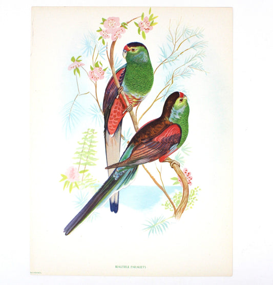 Print, Lithograph, Beautiful Parakeets -  Paradise Parrots, John Gould, Vintage