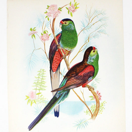 Print, Lithograph, Beautiful Parakeets -  Paradise Parrots, John Gould, Vintage