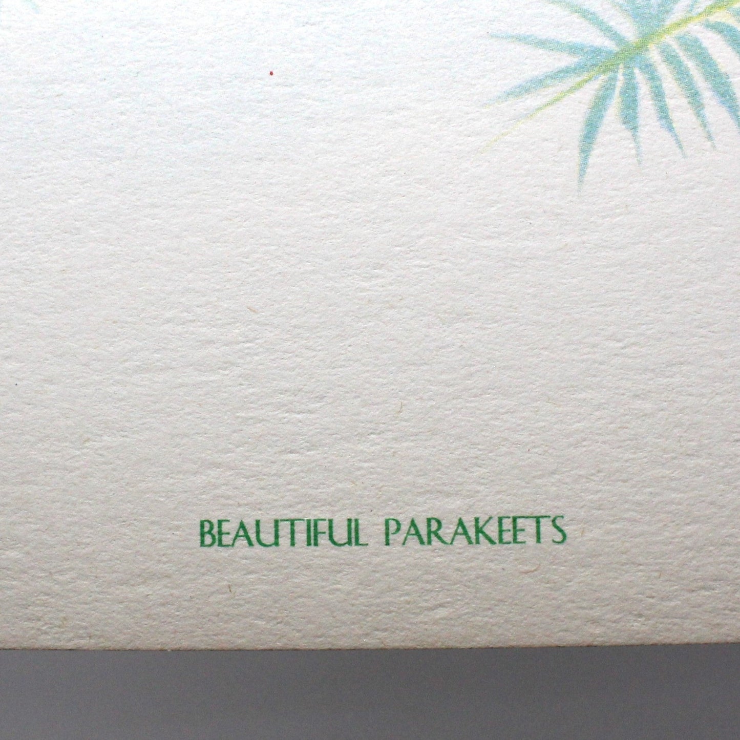 Print, Lithograph, Beautiful Parakeets -  Paradise Parrots, John Gould, Vintage