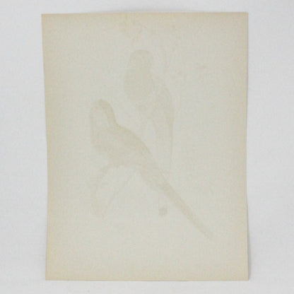 Print, Lithograph, Beautiful Parakeets -  Paradise Parrots, John Gould, Vintage