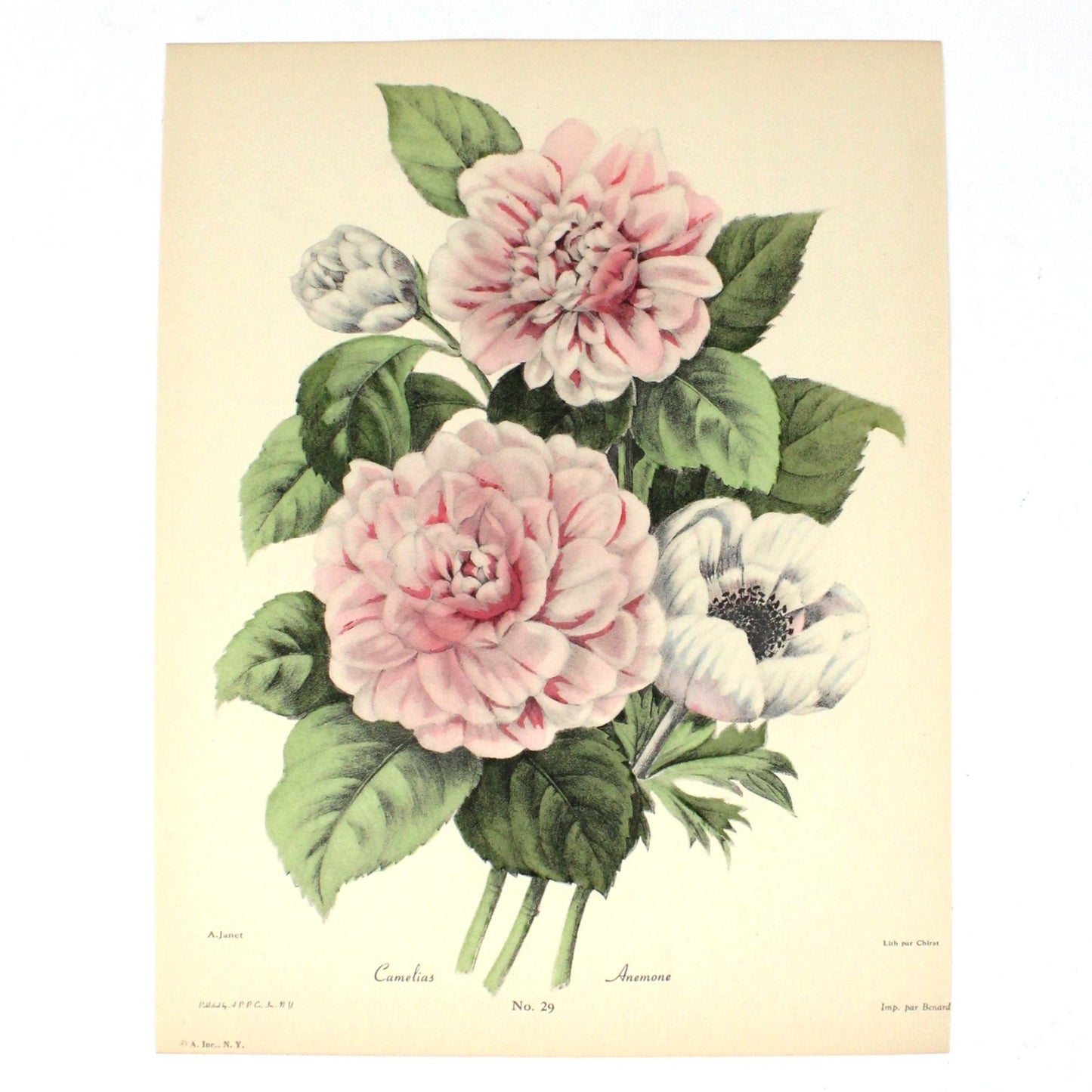 Print, Botanical Camelias and Anemone Print, Chirat, 29, Vintage