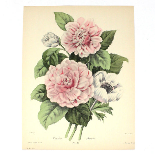 Print, Botanical Camelias and Anemone Print, Chirat, 29, Vintage