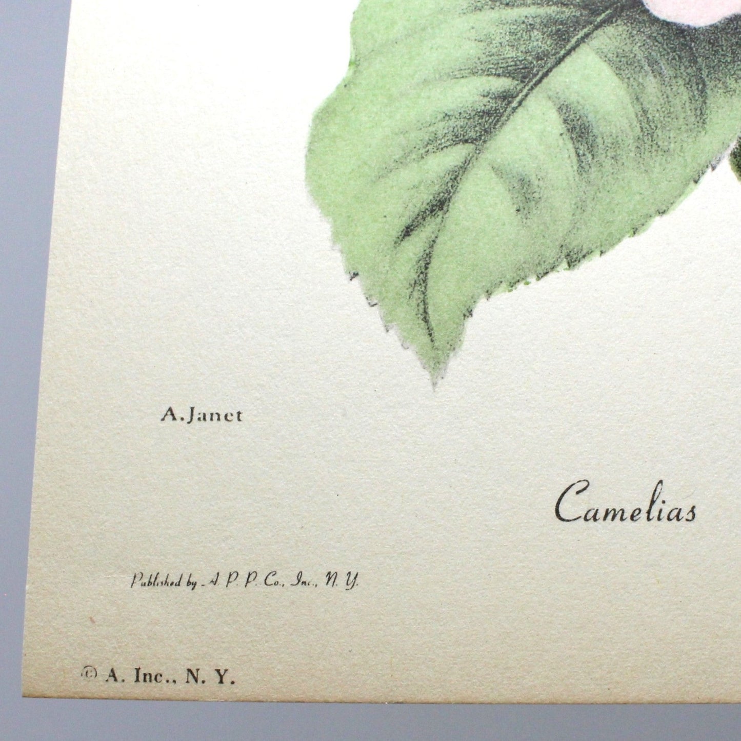 Print, Botanical Camelias and Anemone Print, Chirat, 29, Vintage