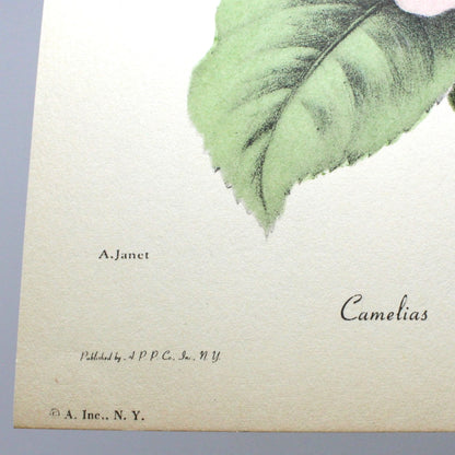 Print, Botanical Camelias and Anemone Print, Chirat, 29, Vintage