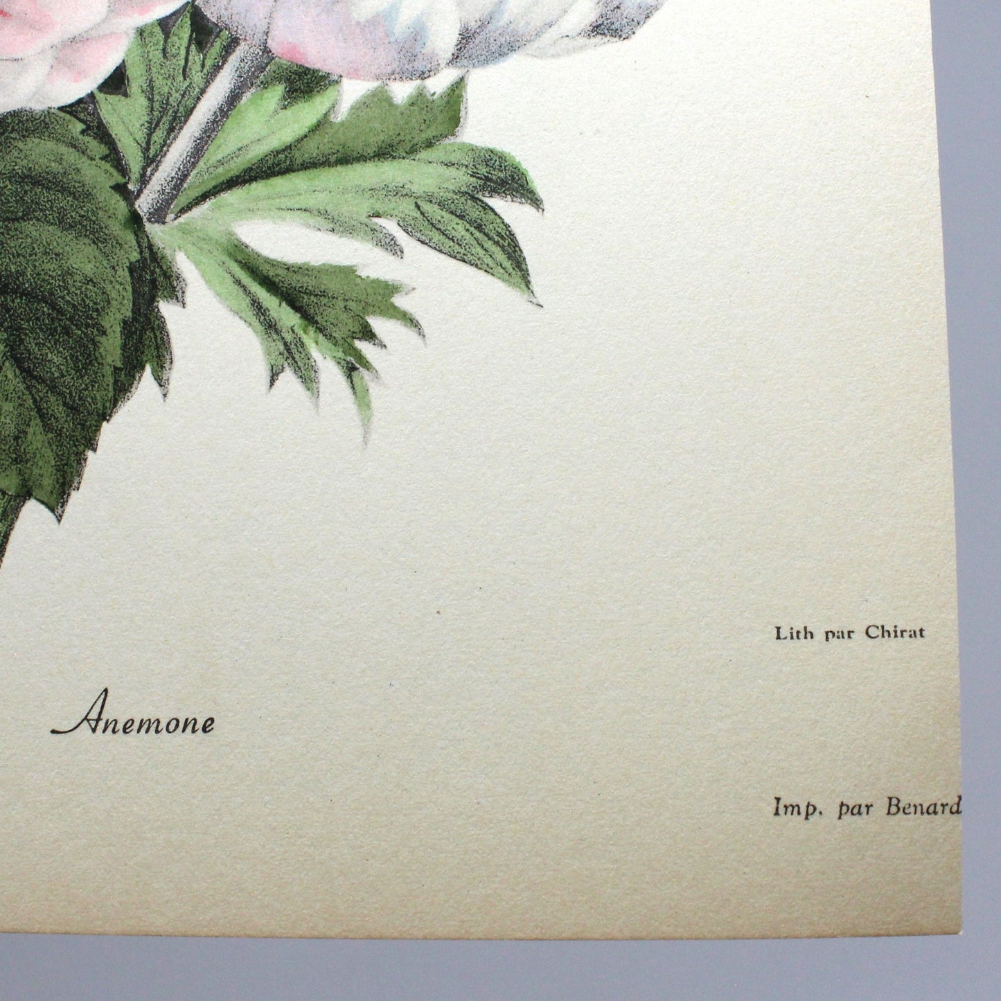 Print, Botanical Camelias and Anemone Print, Chirat, 29, Vintage
