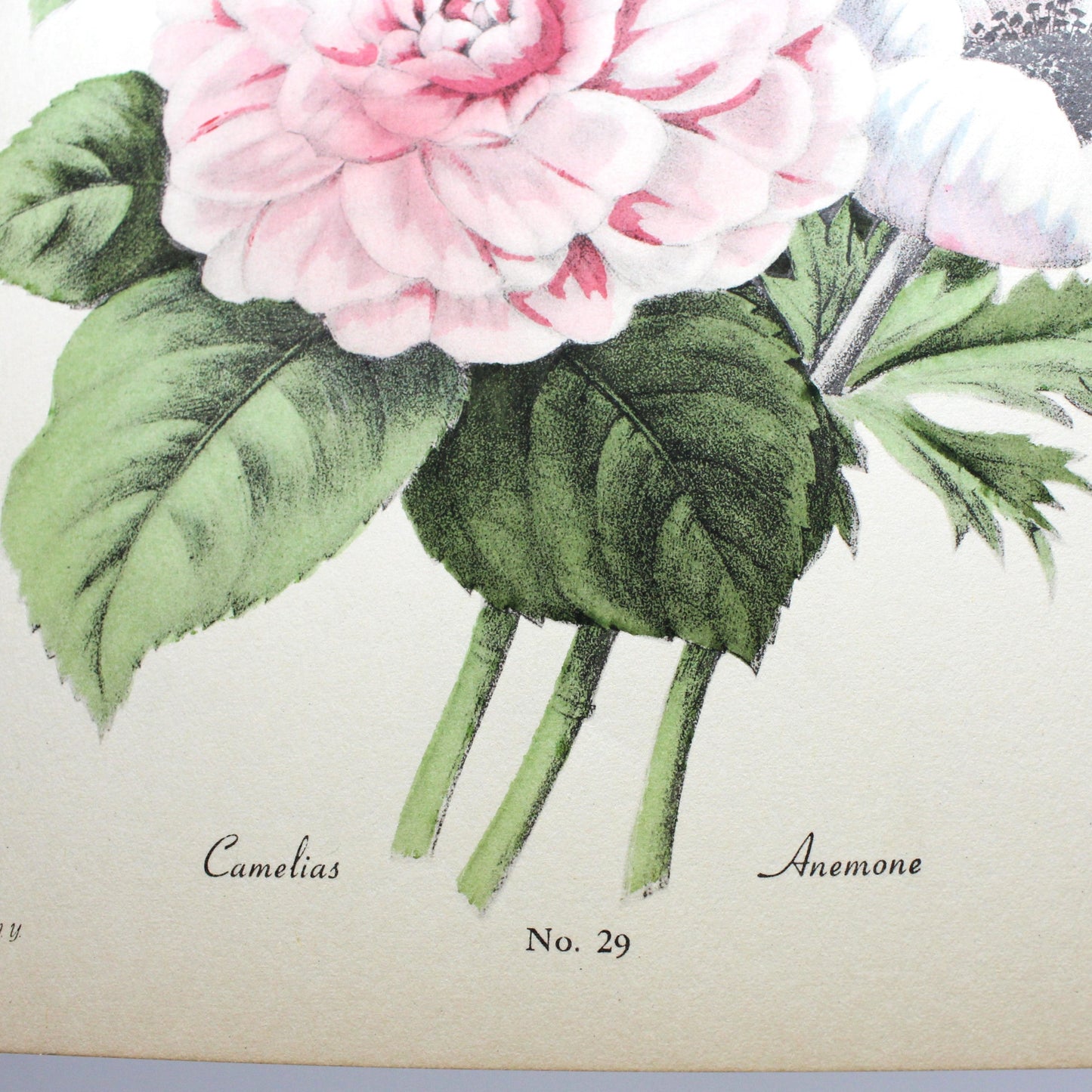 Print, Botanical Camelias and Anemone Print, Chirat, 29, Vintage