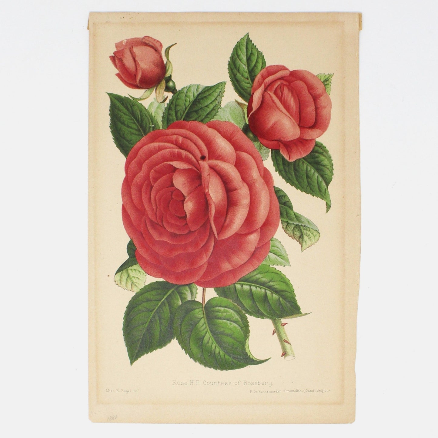 Print, Botanical Print, Rose HP Countess of Rosebery, Antique Chromolithograph