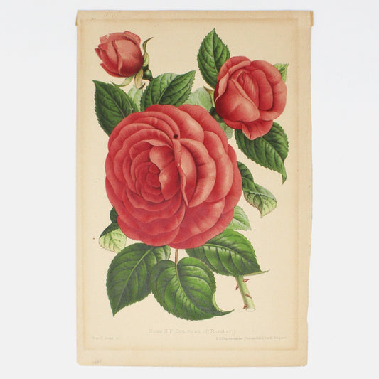 Print, Botanical Print, Rose HP Countess of Rosebery, Antique Chromolithograph