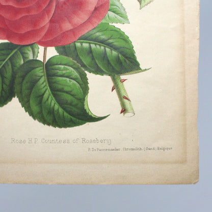 Print, Chromolithograph Botanical Print, Rose HP Countess of Rosebery, Antique