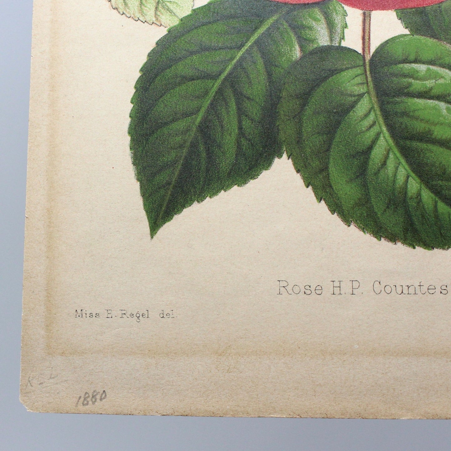 Print, Botanical Print, Rose HP Countess of Rosebery, Antique Chromolithograph