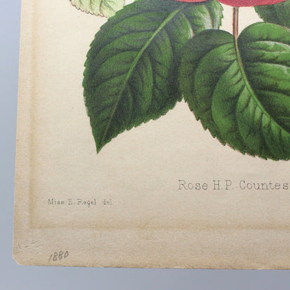 Print, Botanical Print, Rose HP Countess of Rosebery, Antique Chromolithograph