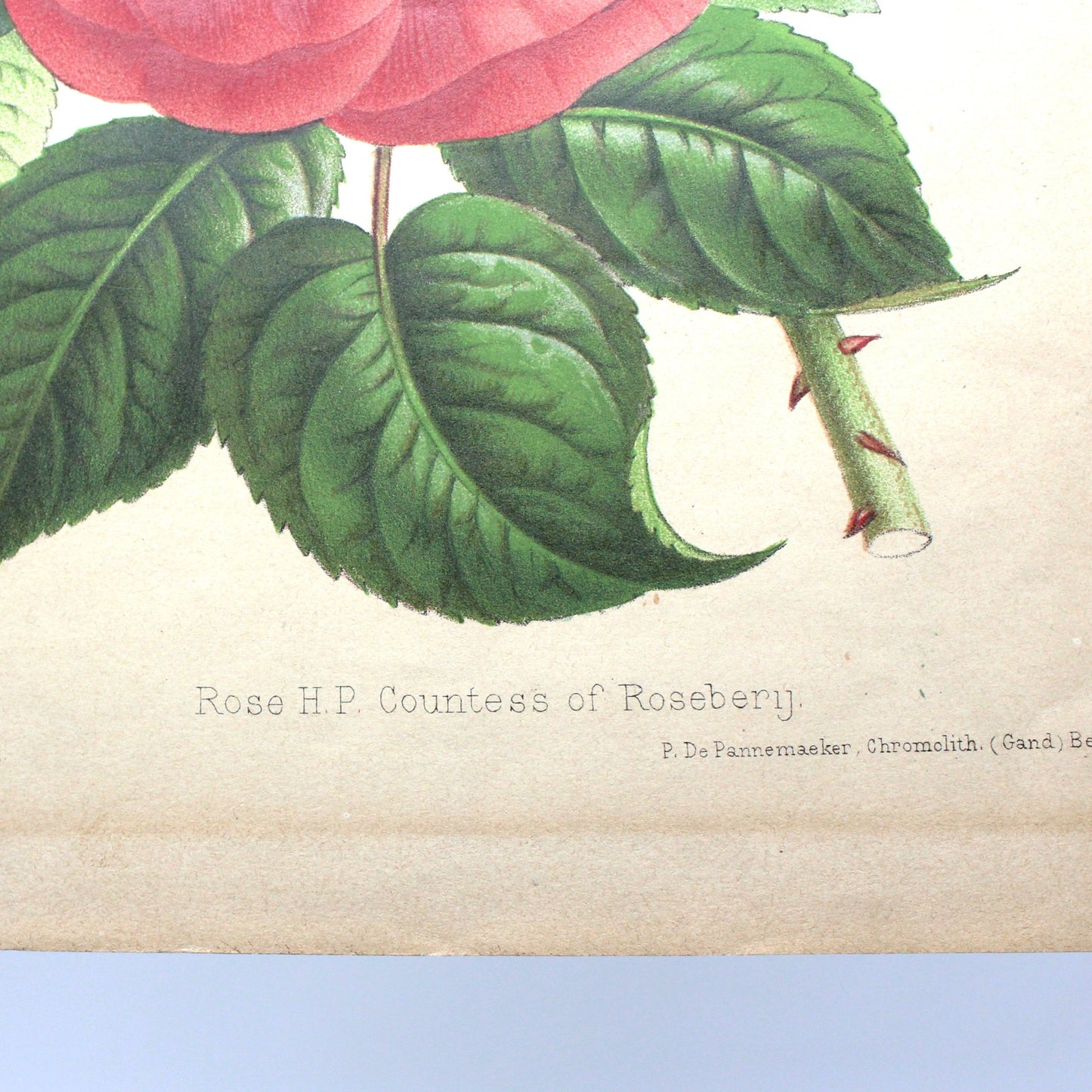 Print, Botanical Print, Rose HP Countess of Rosebery, Antique Chromolithograph