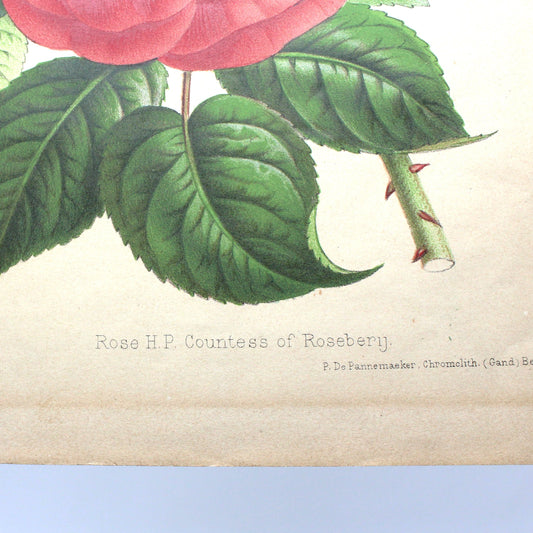 Print, Botanical Print, Rose HP Countess of Rosebery, Antique Chromolithograph