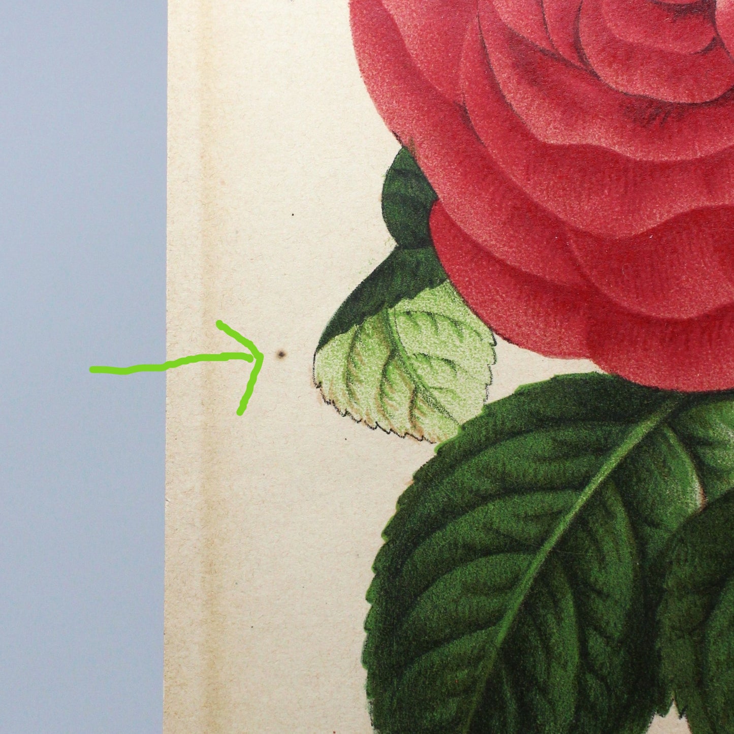 Print, Botanical Print, Rose HP Countess of Rosebery, Antique Chromolithograph