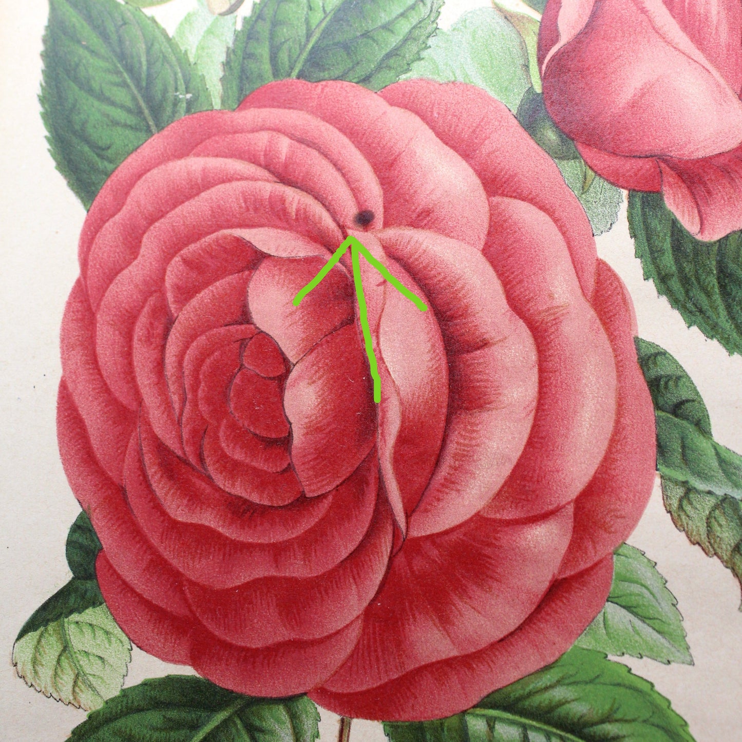 Print, Botanical Print, Rose HP Countess of Rosebery, Antique Chromolithograph