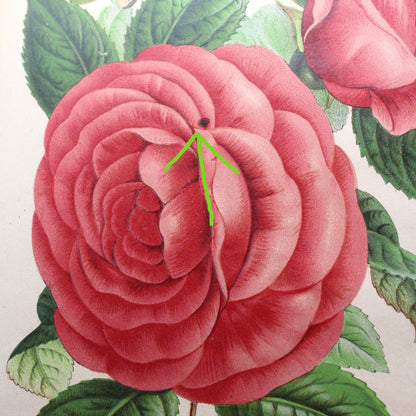 Print, Botanical Print, Rose HP Countess of Rosebery, Antique Chromolithograph