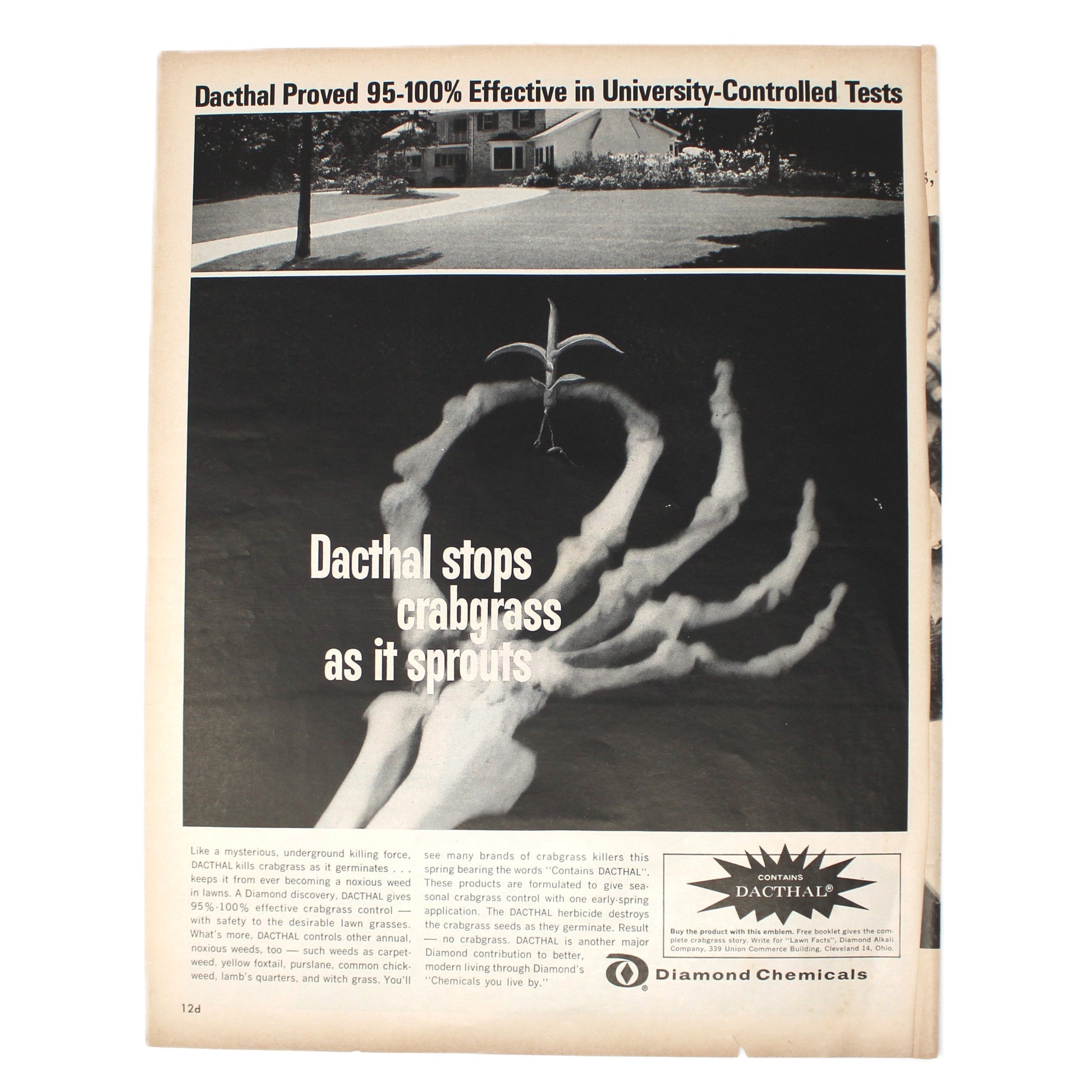 Vintage black and white ad for Dacthal, a weed killing chemical from Diamond Chemicals. A skeleton hand holding a weed.