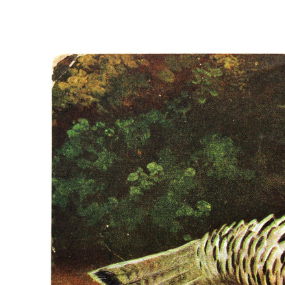 Postcards, Thanksgiving Card, Embossed Turkeys, Male & Female, Cordial Thanksgiving Greetings, Antique