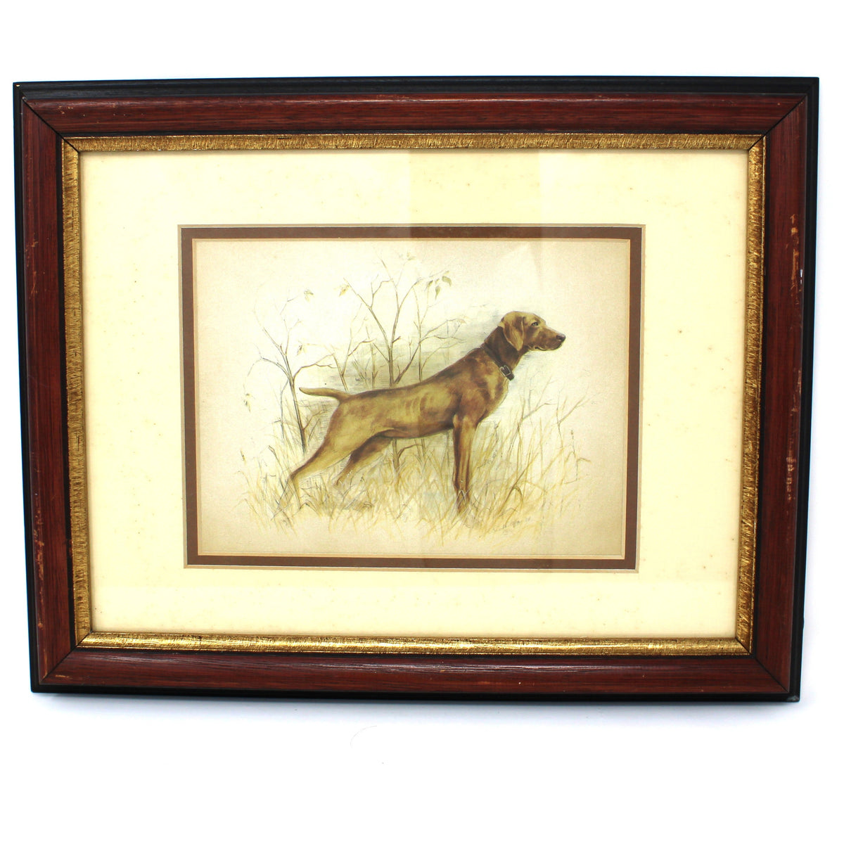 A framed vintage illustration Vizsla Pointing Dog in Field, by Phyllis from Windsor Art.   1960s, double matted with a cream mat and a dark reddish-brown wooden frame with gold inner trim.