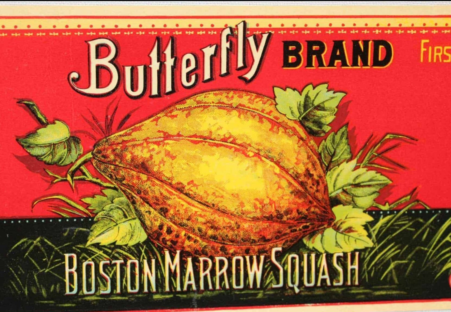 Can Label, Olney & Floyd Butterfly, Boston Marrow Squash, Lithograph, Antique
