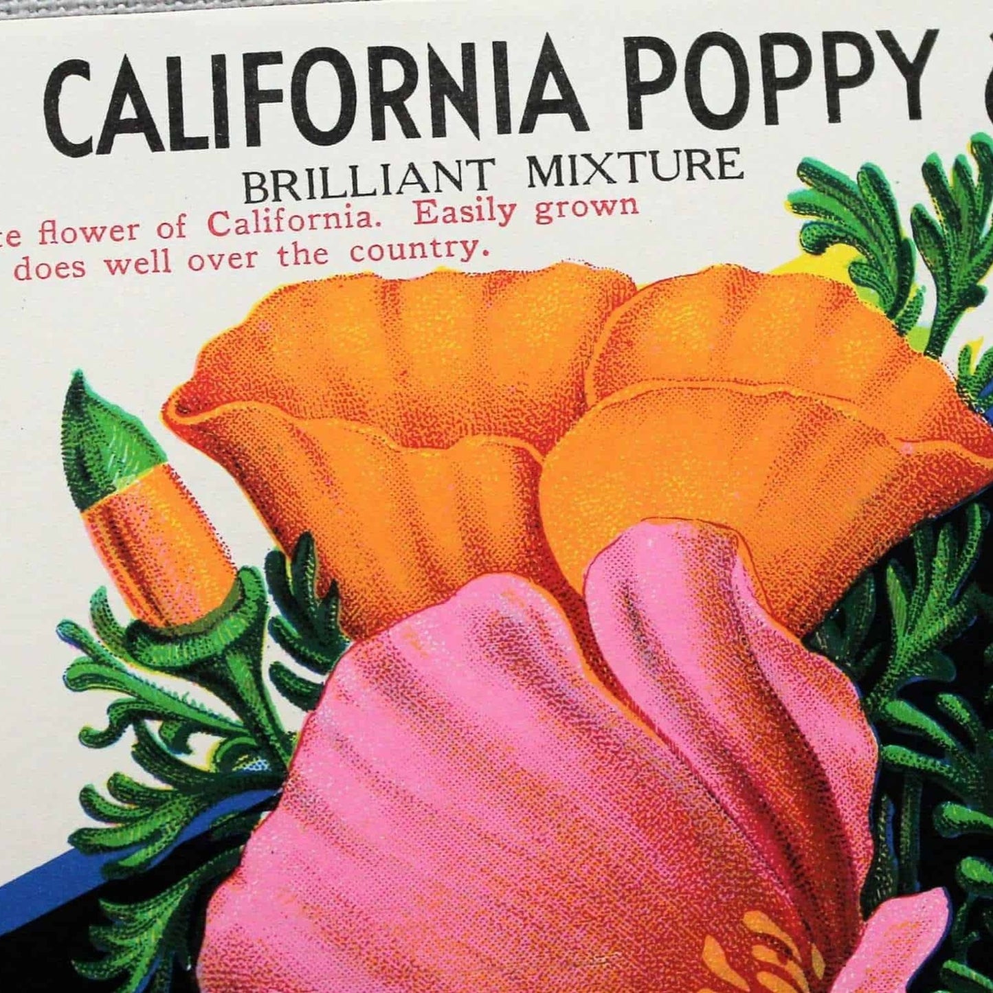 Seed Packets, Lone Star Seed Co, California Poppy #620, NOS, Vintage