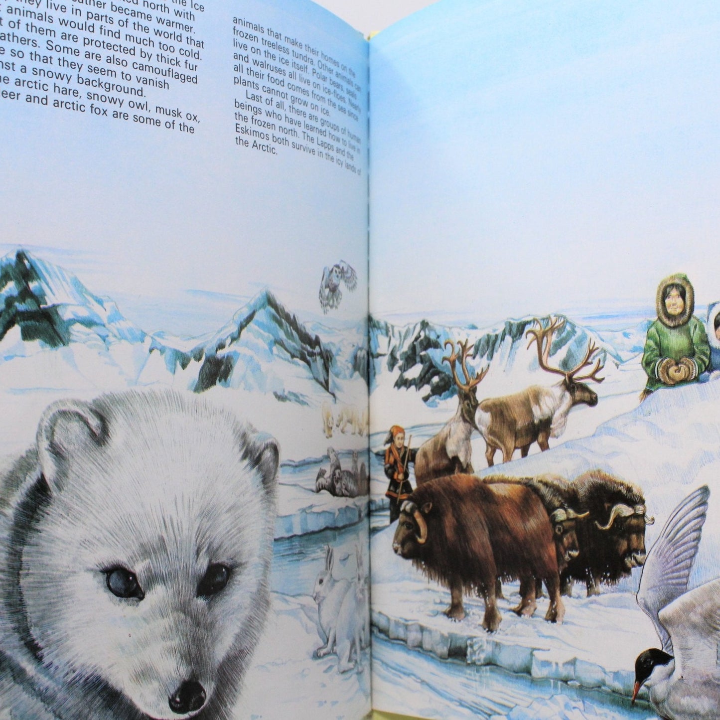 Children's Book, Exploring The Great Ice Age, Chris Maynard, Hardcover, Vintage 1978